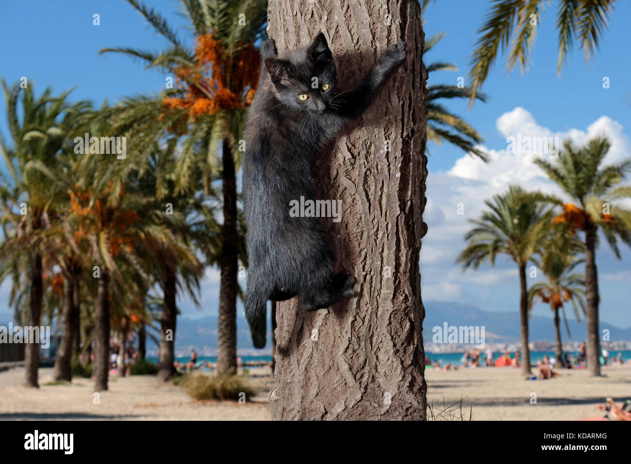 Giovani gatto domestico, nero, sale su un albero in spiaggia Foto Stock
