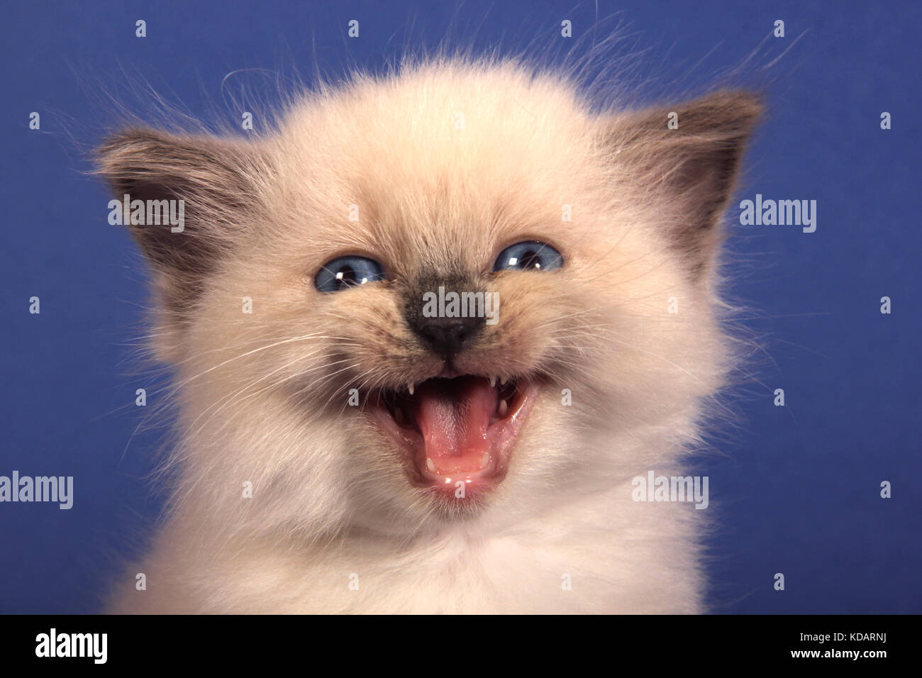 Gattini ragdoll, guarnizione di tenuta, 6 settimane di età, meowing Foto Stock