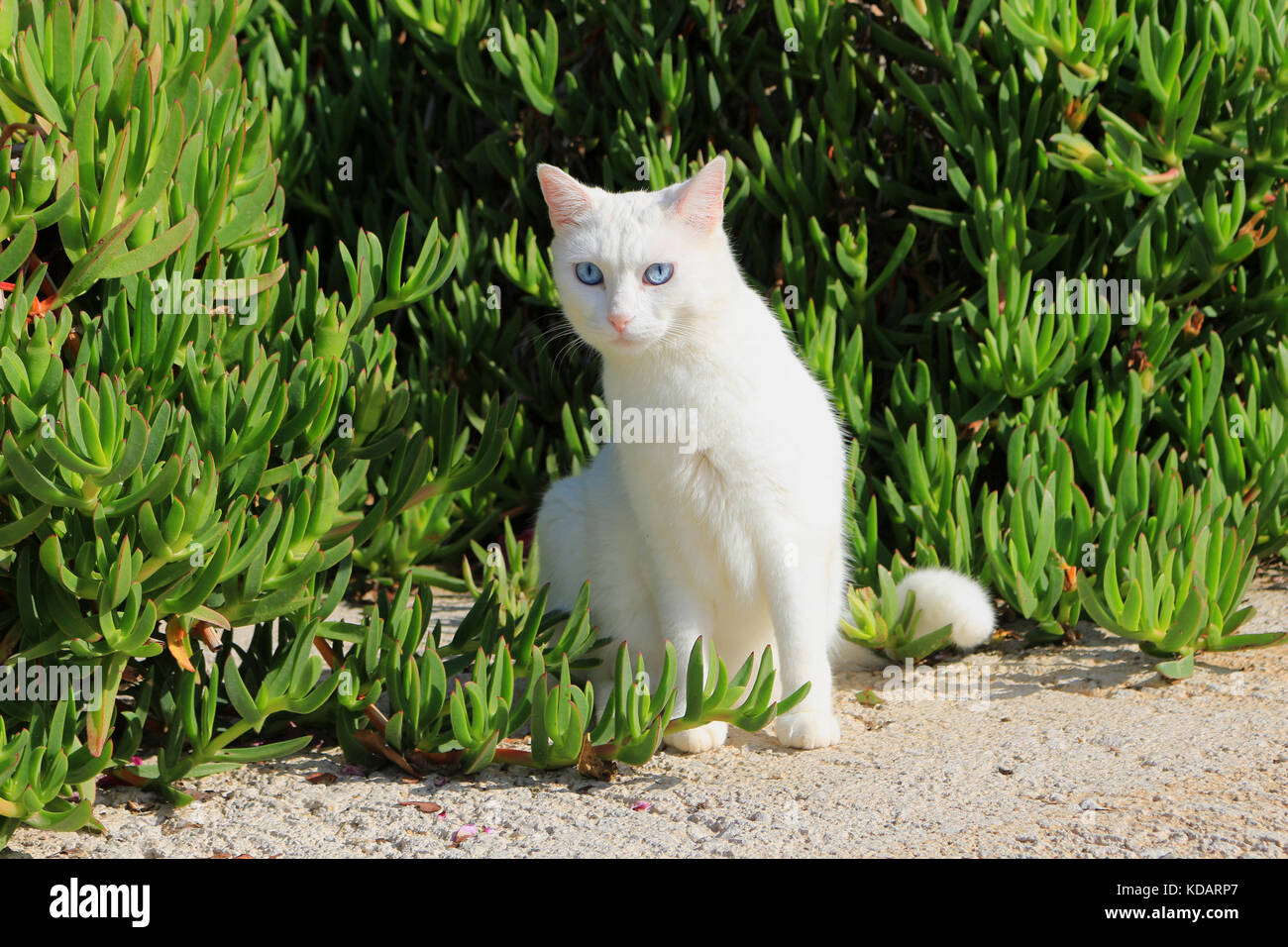 Il gatto domestico, bianco, blu eyed, seduto tra piante verdi Foto Stock