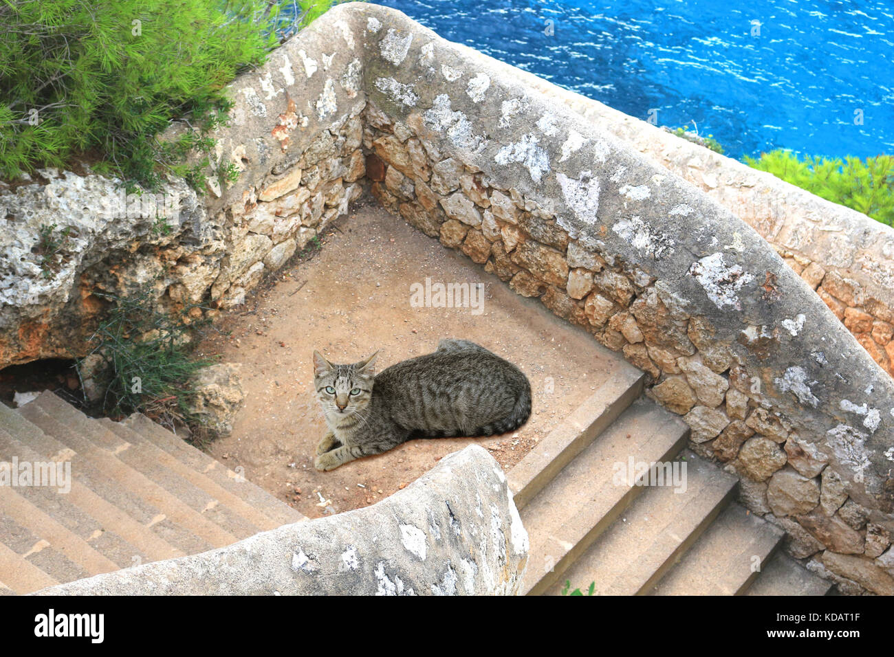 Il gatto domestico, nero tabby, giacente in corrispondenza di scale presso il mare Foto Stock