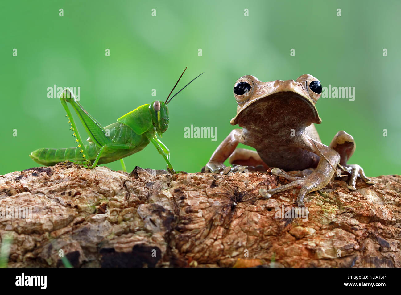 Raganella e un grasshopper seduto su una struttura ad albero Foto Stock