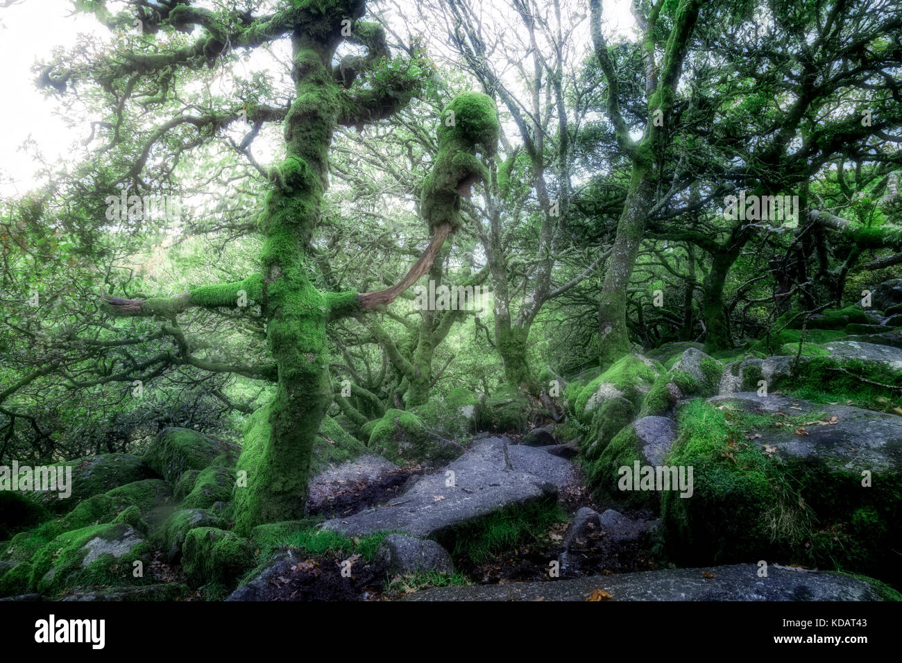 Wistman's Wood, Dartmoor, Devon, Inghilterra, Regno Unito Foto Stock