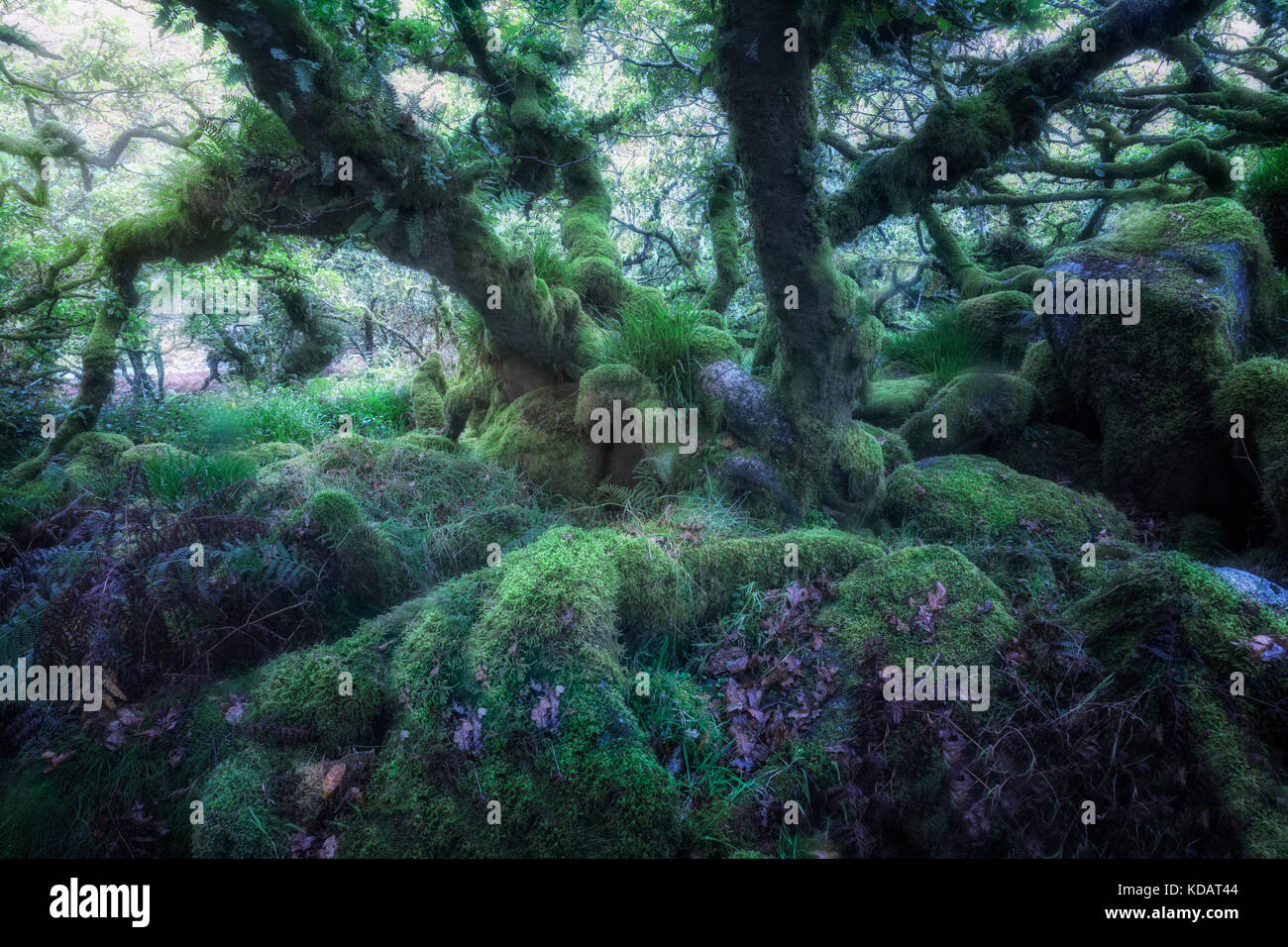Wistman's Wood, Dartmoor, Devon, Inghilterra, Regno Unito Foto Stock