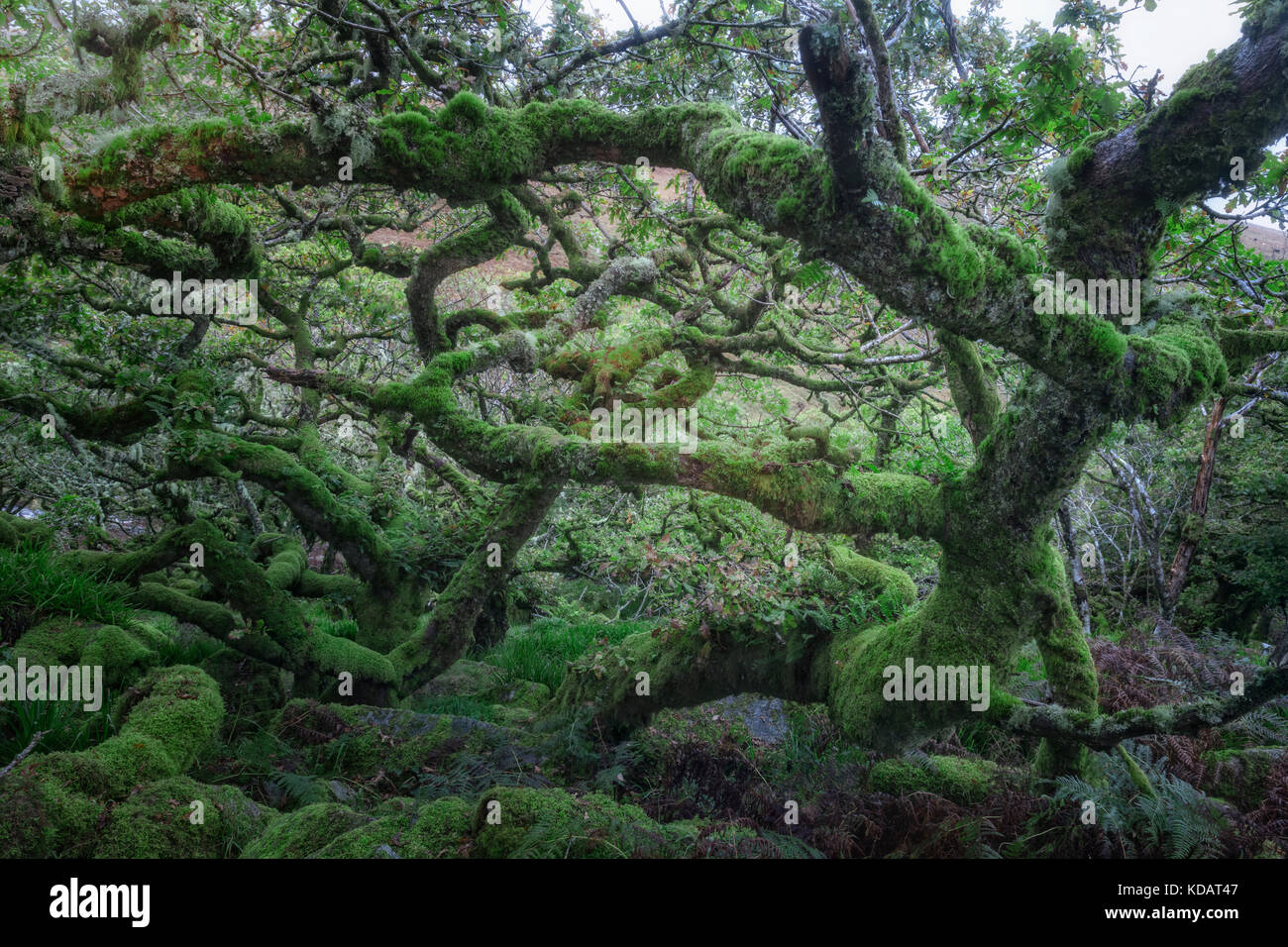 Wistman's Wood, Dartmoor, Devon, Inghilterra, Regno Unito Foto Stock