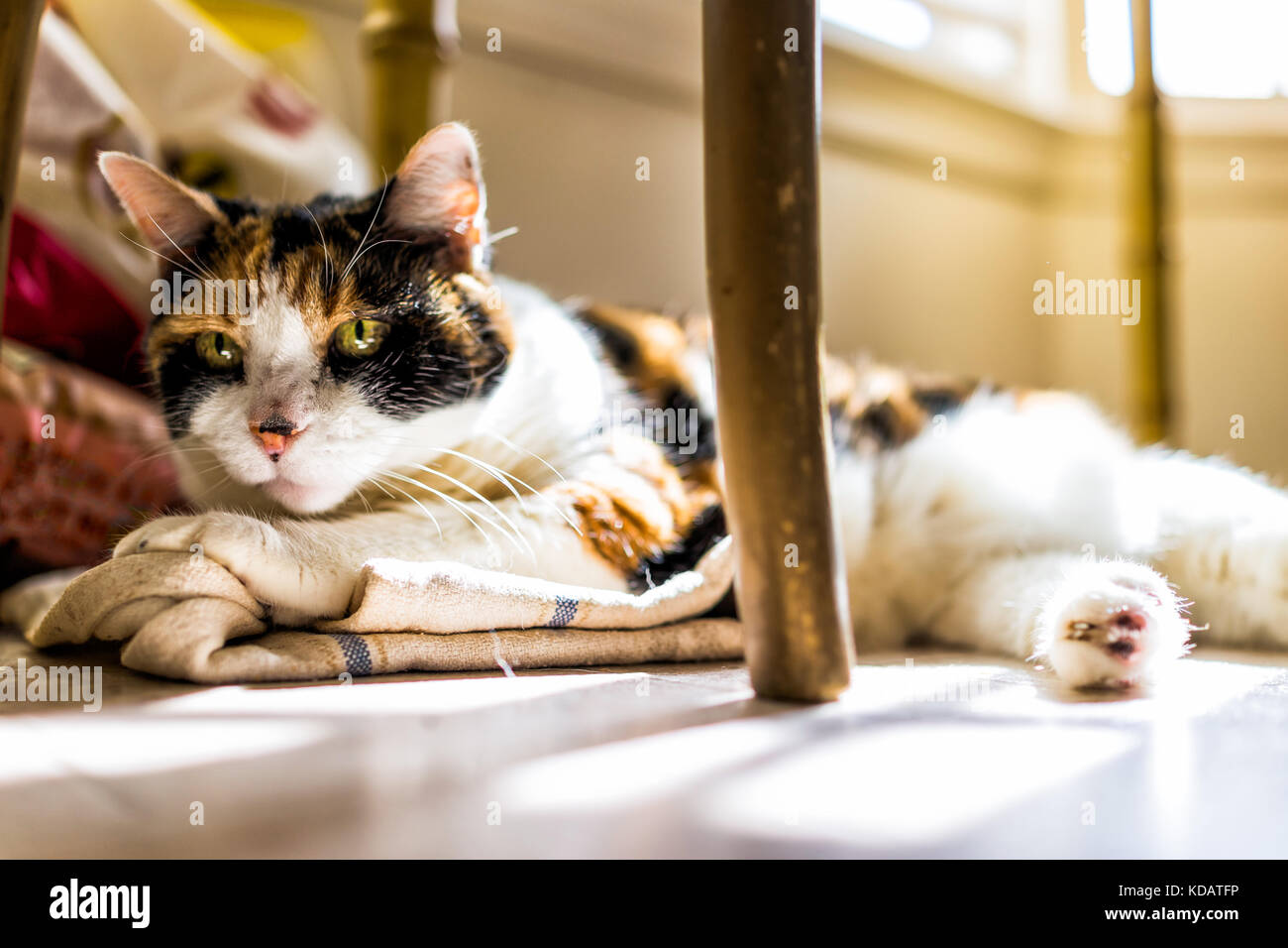 Primo piano di calico sleepy cat cercando di dormire su cucina asciugamani sotto la tabella sul pavimento in camera con soft i raggi di luce solare il riscaldamento attraverso la finestra Foto Stock