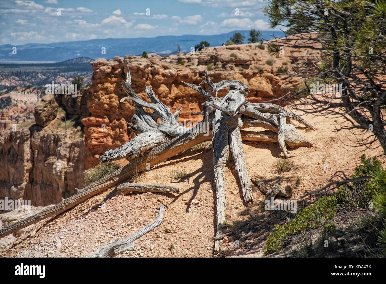 Vecchio albero a Bryce Canyon National Park, Utah, Stati Uniti d'America Foto Stock