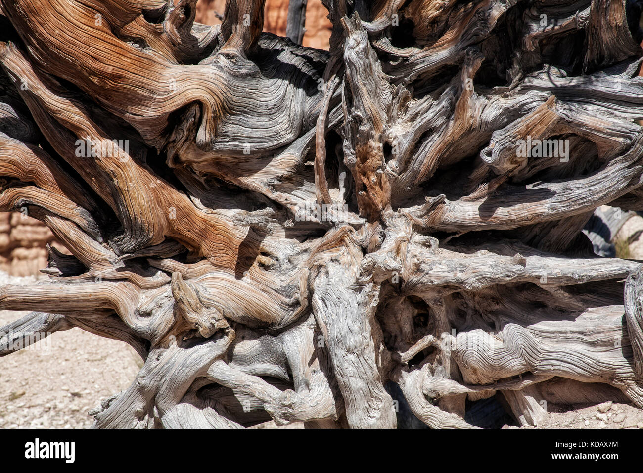 Vecchio albero a Bryce Canyon National Park, Utah, Stati Uniti d'America Foto Stock