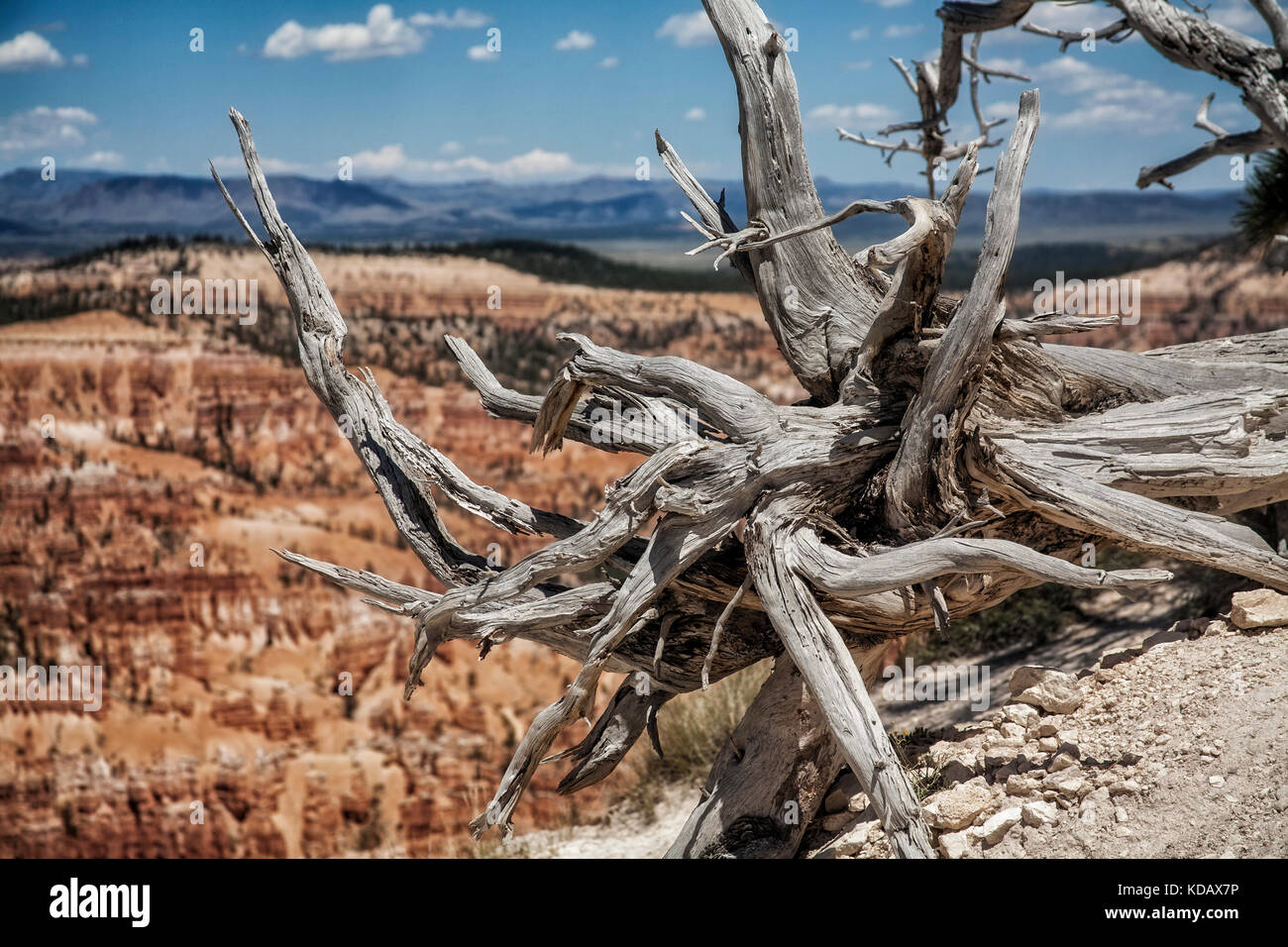 Vecchio albero a Bryce Canyon National Park, Utah, Stati Uniti d'America Foto Stock