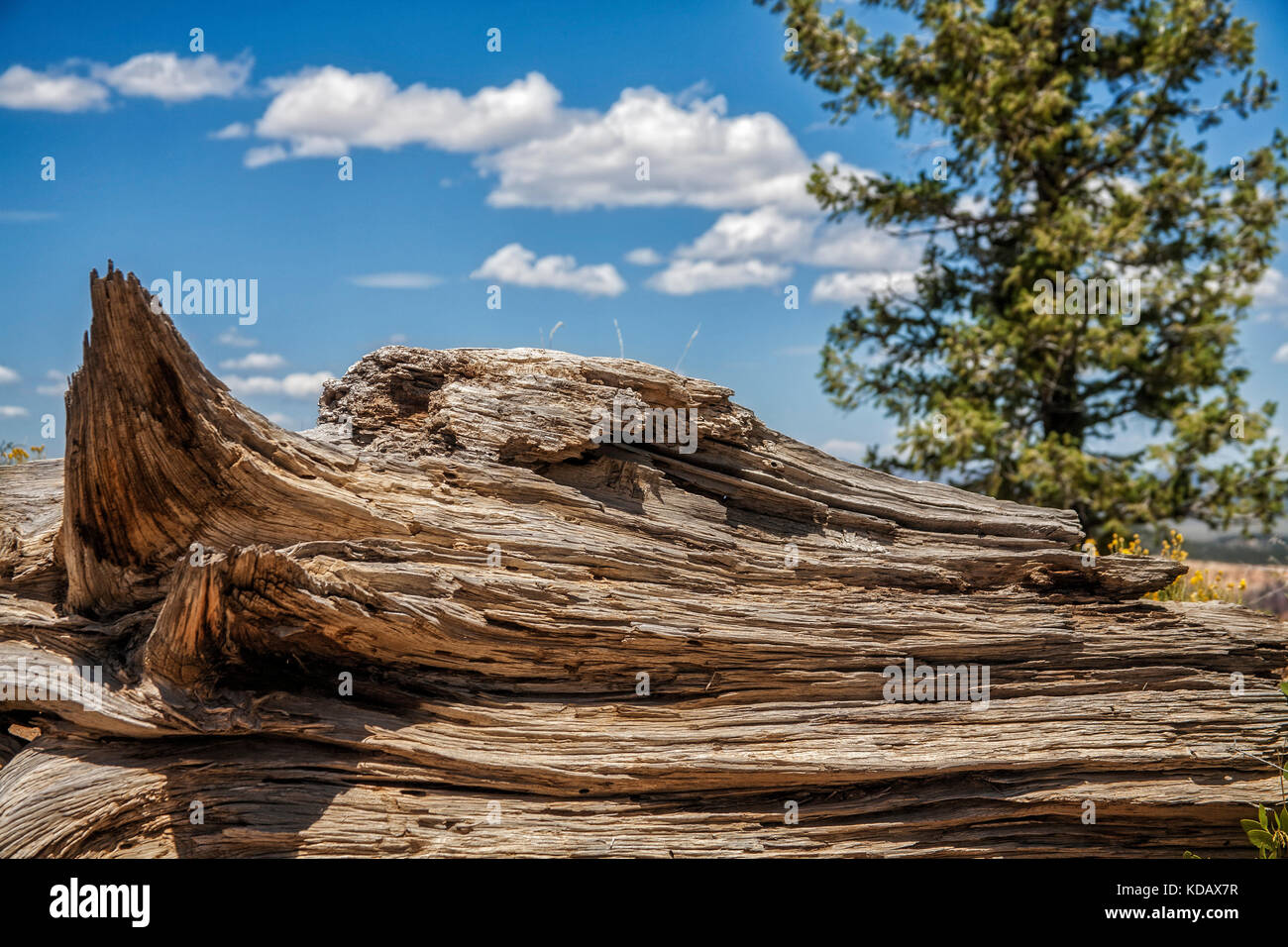 Vecchio albero a Bryce Canyon National Park, Utah, Stati Uniti d'America Foto Stock