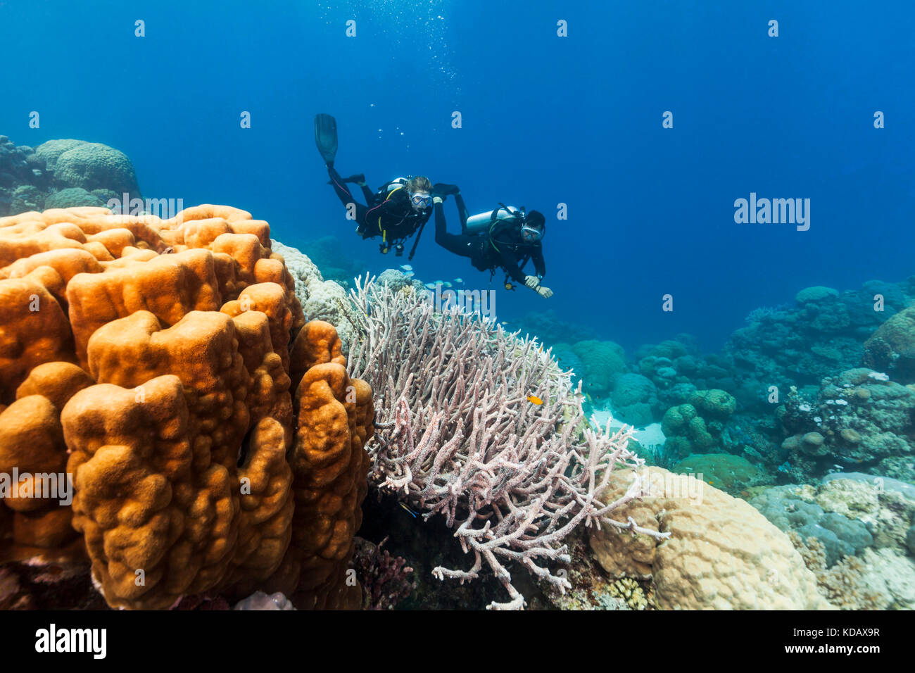 I subacquei ad esplorare le formazioni coralline di Agincourt Reef, Great Barrier Reef Marine Park, Port Douglas, Queensland, Australia Foto Stock