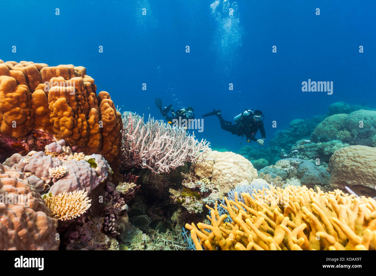 I subacquei ad esplorare le formazioni coralline di Agincourt Reef, Great Barrier Reef Marine Park, Port Douglas, Queensland, Australia Foto Stock