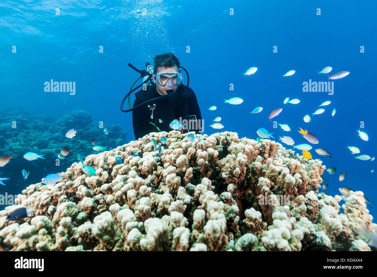 Scuba Diver guardando blu-verde donzella pesci e coralli a Agincourt Reef, Great Barrier Reef Marine Park, Port Douglas, Queensland, Australia Foto Stock
