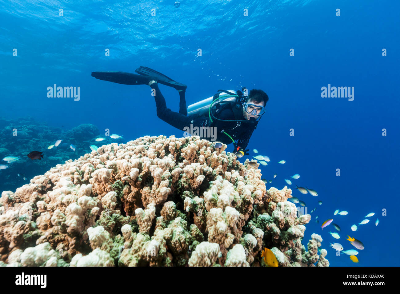 Scuba Diver guardando blu-verde donzella pesci e coralli a Agincourt Reef, Great Barrier Reef Marine Park, Port Douglas, Queensland, Australia Foto Stock