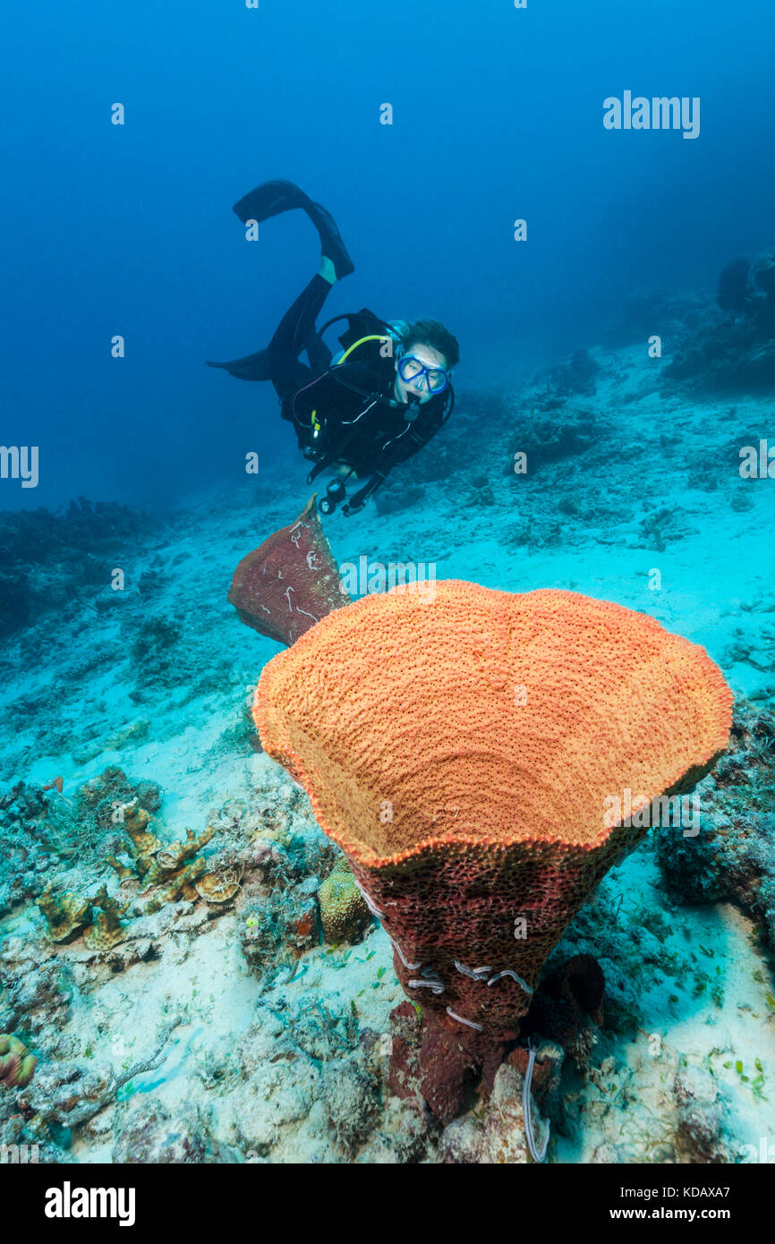 Sub femmina ad esplorare le formazioni coralline di Agincourt Reef, Great Barrier Reef Marine Park, Port Douglas, Queensland, Australia Foto Stock
