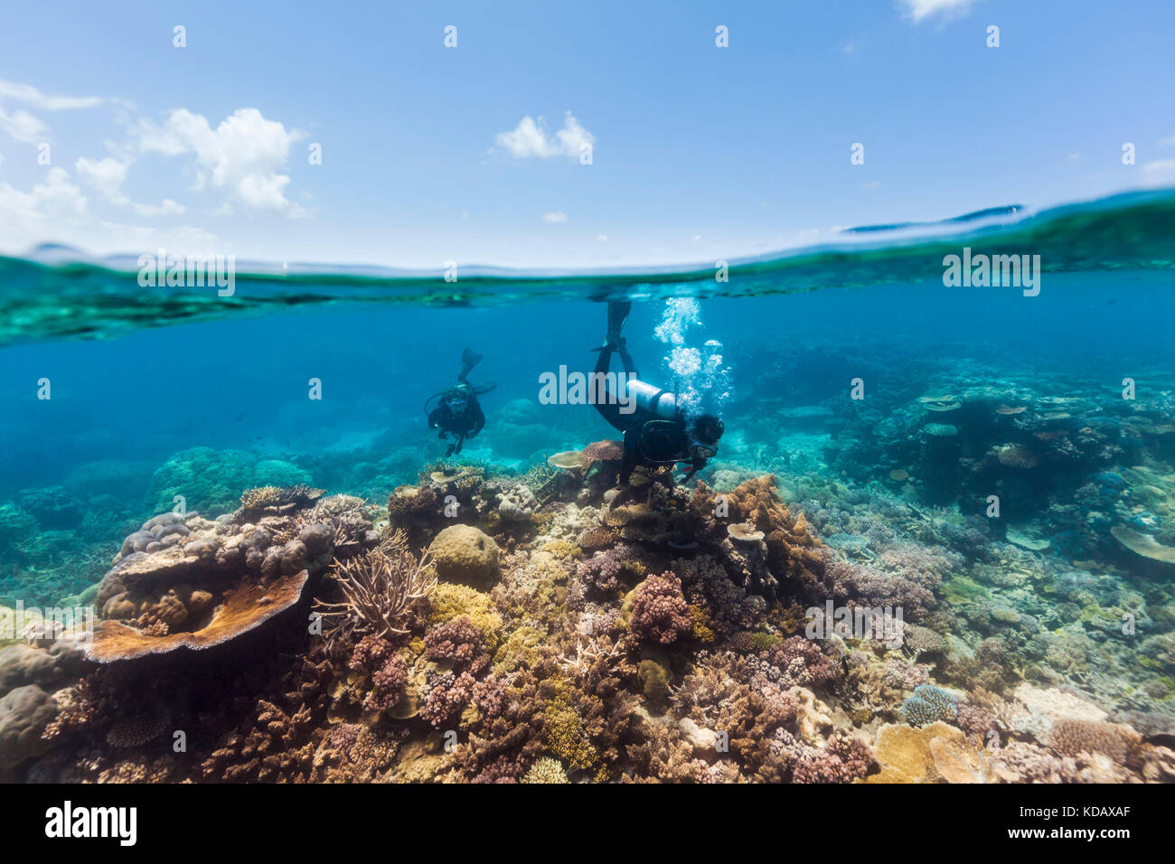 Split shot dei subacquei di esplorare le formazioni coralline di Agincourt Reef, Great Barrier Reef Marine Park, Port Douglas, Queensland, Australia Foto Stock
