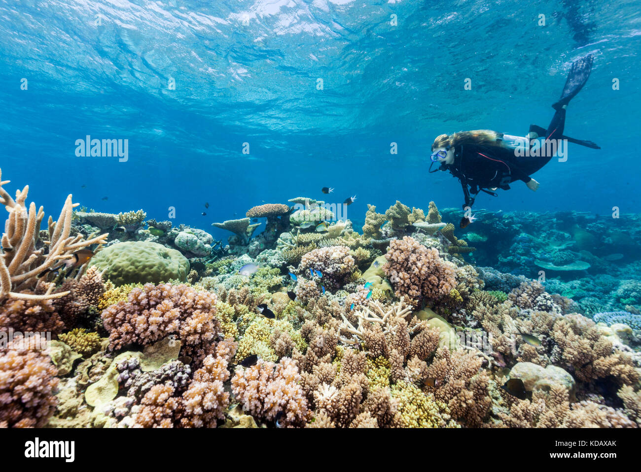 Subacqueo ad esplorare le formazioni coralline di Agincourt Reef, Great Barrier Reef Marine Park, Port Douglas, Queensland, Australia Foto Stock