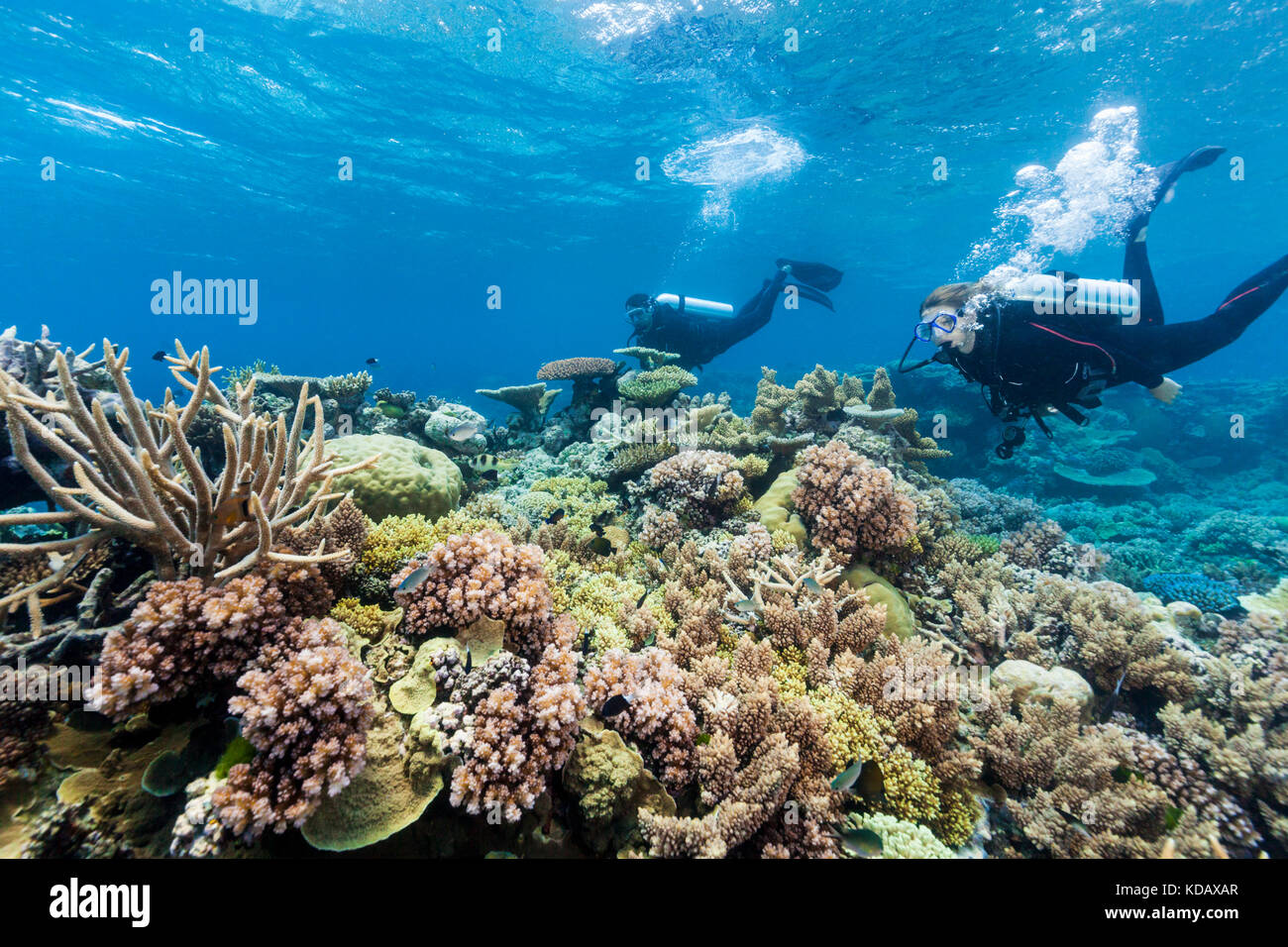 I subacquei ad esplorare le formazioni coralline di Agincourt Reef, Great Barrier Reef Marine Park, Port Douglas, Queensland, Australia Foto Stock
