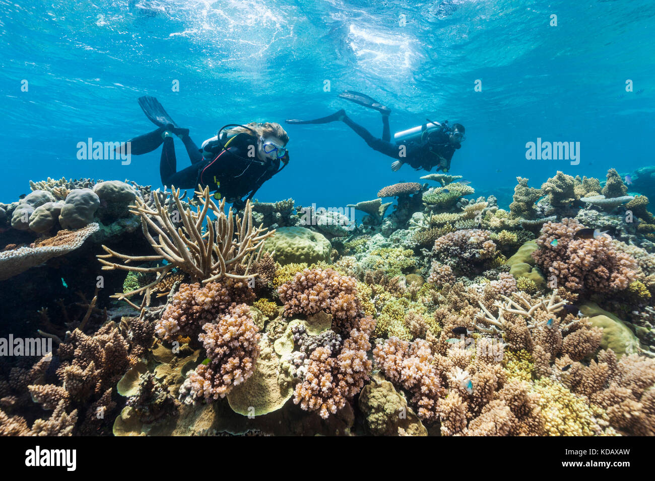 I subacquei ad esplorare le formazioni coralline di Agincourt Reef, Great Barrier Reef Marine Park, Port Douglas, Queensland, Australia Foto Stock