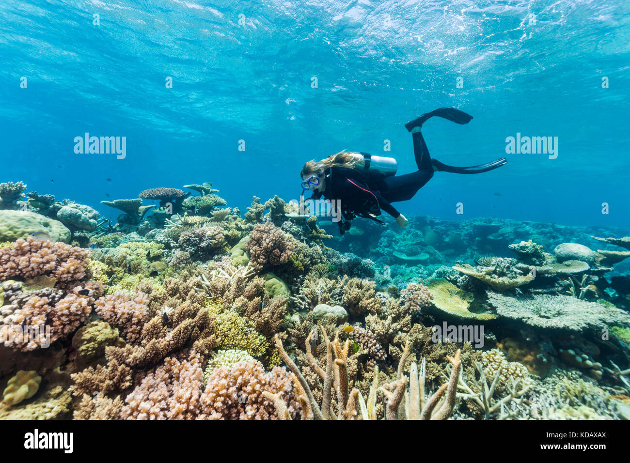 I subacquei ad esplorare le formazioni coralline di Agincourt Reef, Great Barrier Reef Marine Park, Port Douglas, Queensland, Australia Foto Stock