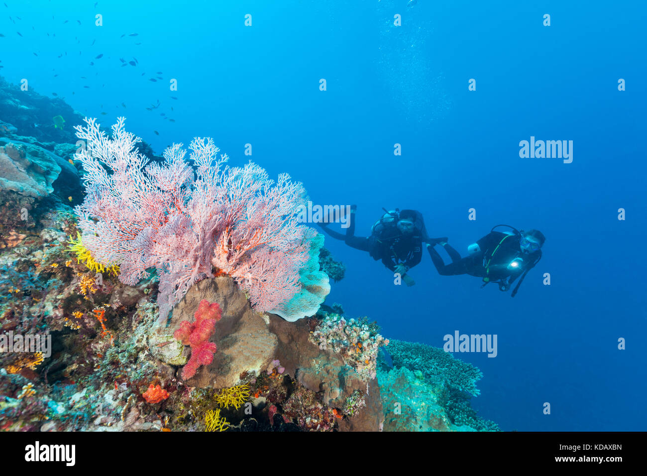 I subacquei ad esplorare le formazioni coralline di San Crispino Reef, Great Barrier Reef Marine Park, Port Douglas, Queensland, Australia Foto Stock
