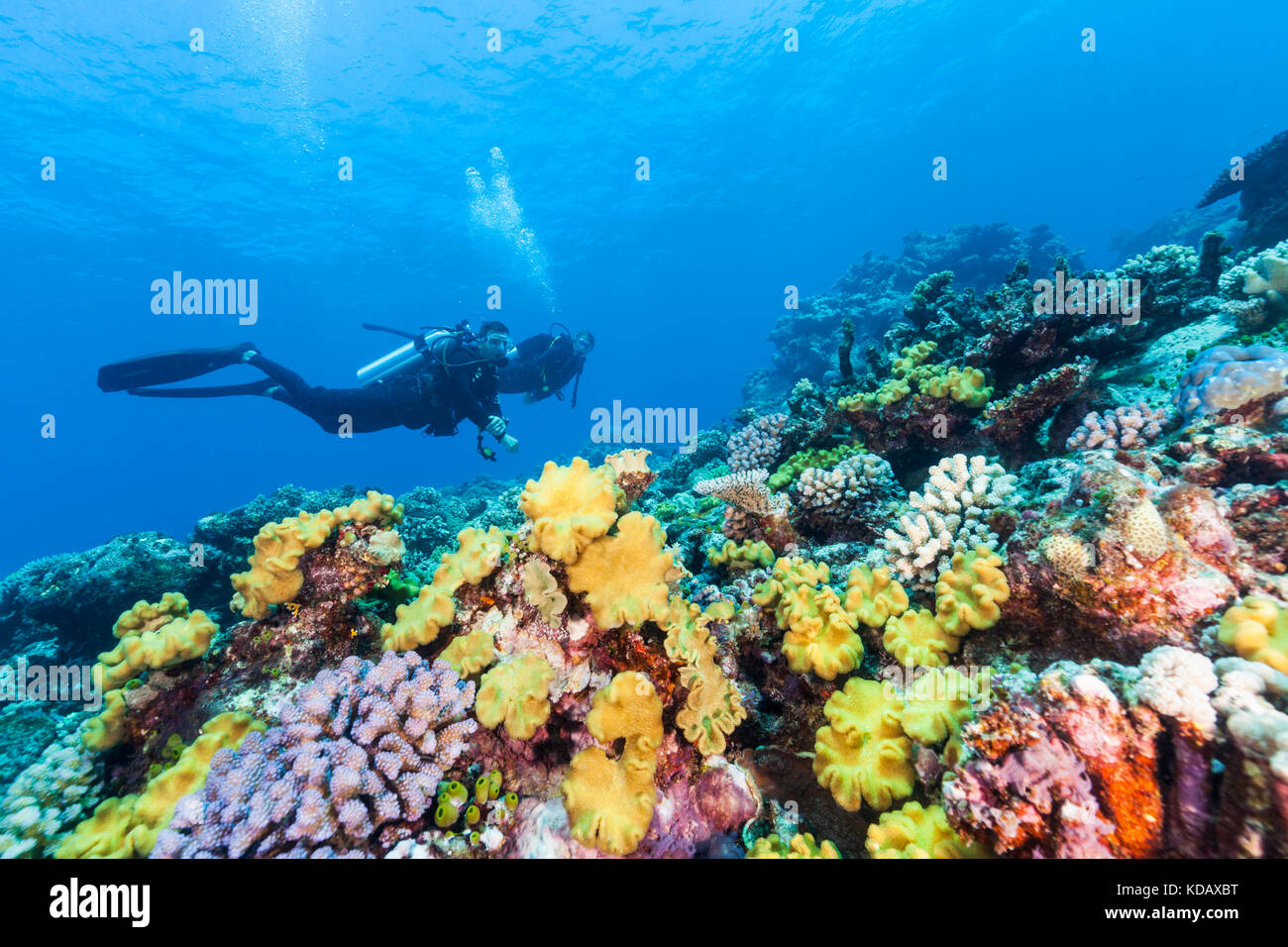 I subacquei ad esplorare le formazioni coralline di San Crispino Reef, Great Barrier Reef Marine Park, Port Douglas, Queensland, Australia Foto Stock