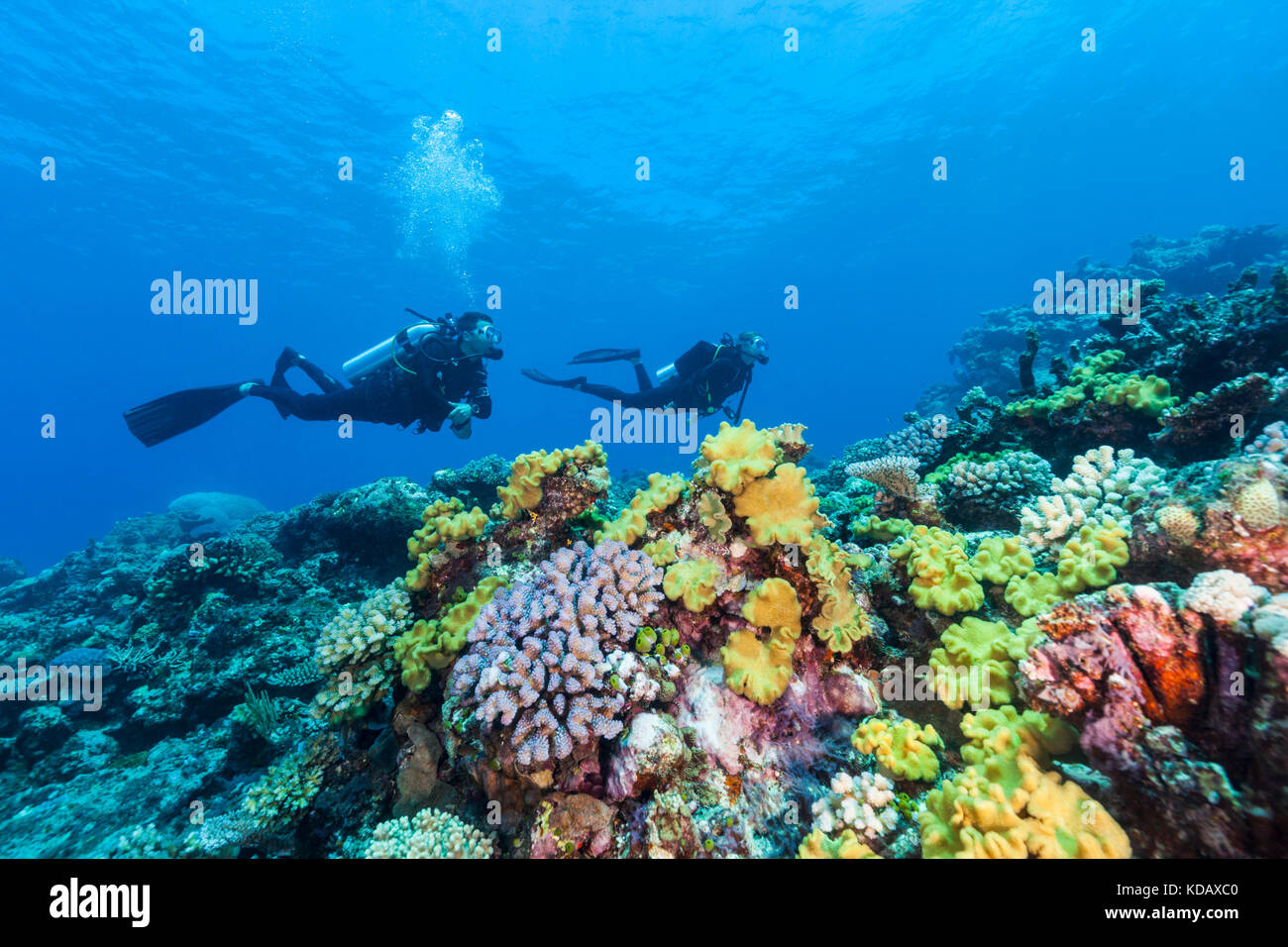 I subacquei ad esplorare le formazioni coralline di San Crispino Reef, Great Barrier Reef Marine Park, Port Douglas, Queensland, Australia Foto Stock