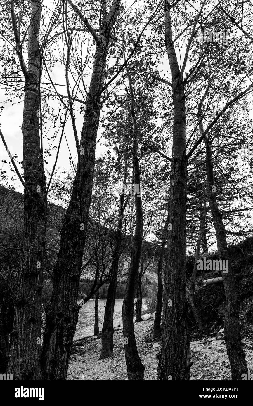 Alcuni alberi di alto fusto in primavera con un lago in background Foto Stock