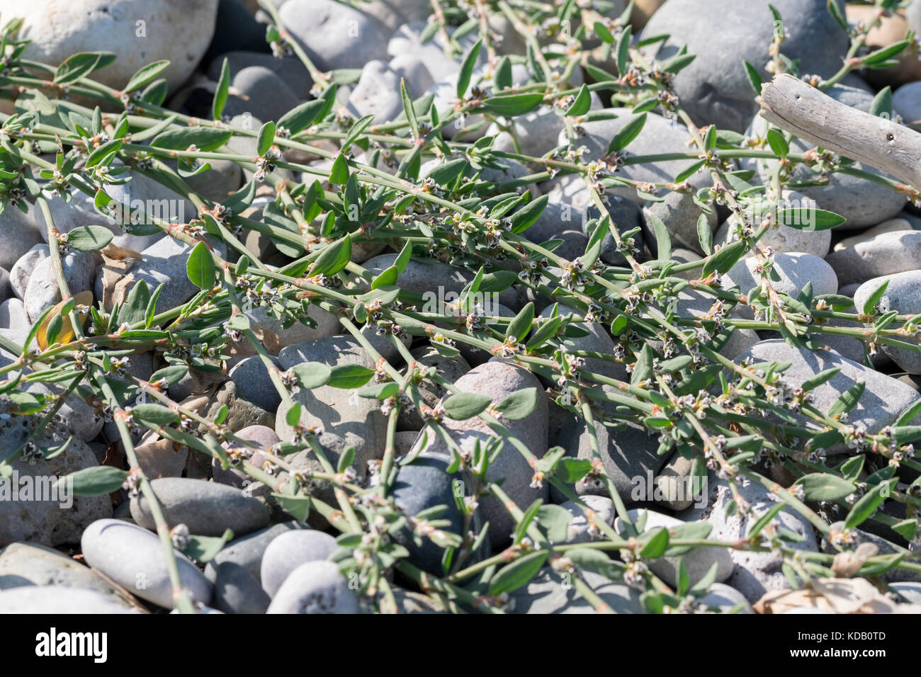 Ray di Knotgrass Polygonum oxyspermum cresce su una spiaggia di ciottoli costa del Galles Settentrionale Foto Stock