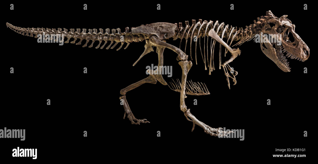 Scheletro di Tyrannosaurus Rex su sfondo isolato . Foto Stock