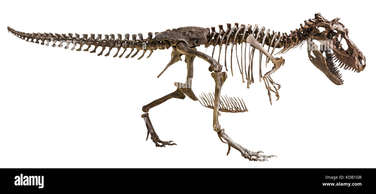 Scheletro di Tyrannosaurus Rex su sfondo isolato . Foto Stock