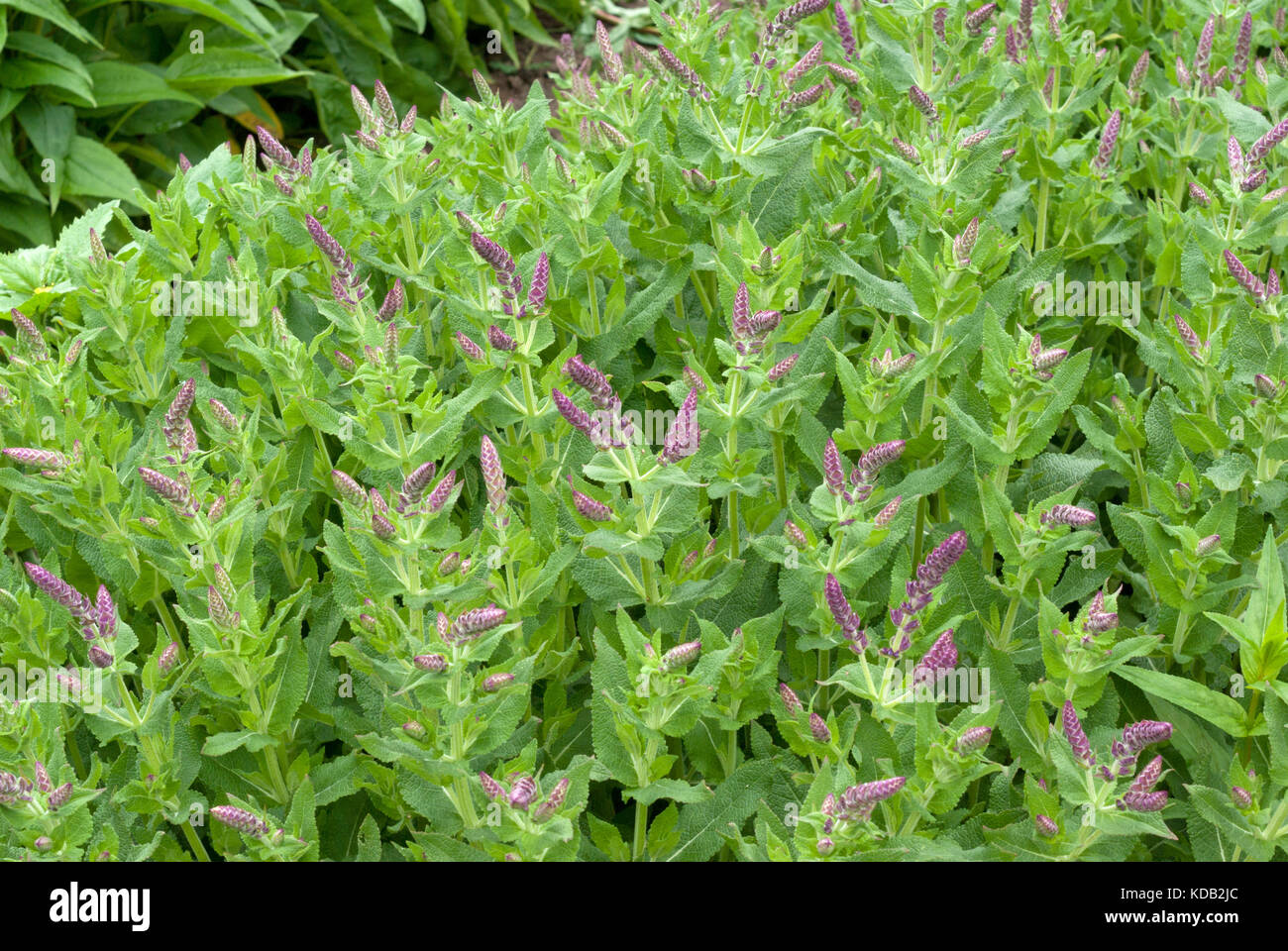 Salvia nemorosa Foto Stock