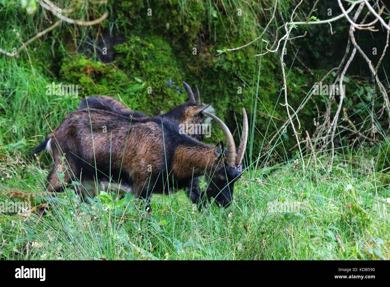 Capre selvatiche in Scozia, Highlands Foto Stock