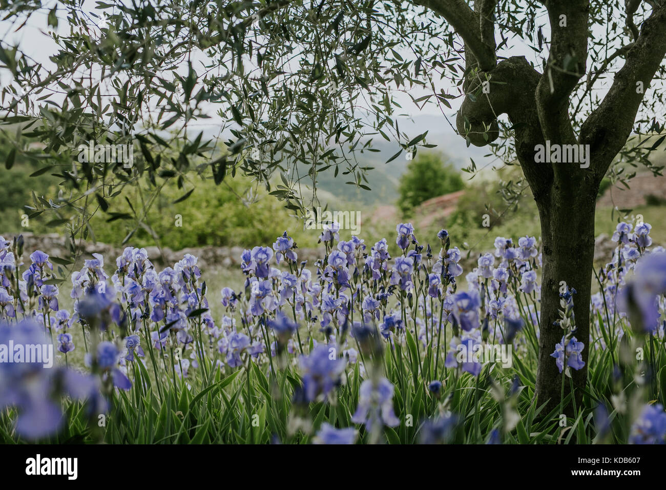 Iridi crescente sotto un albero di olivo in Italia nel maggio circondato da lussureggianti e verdi Foto Stock