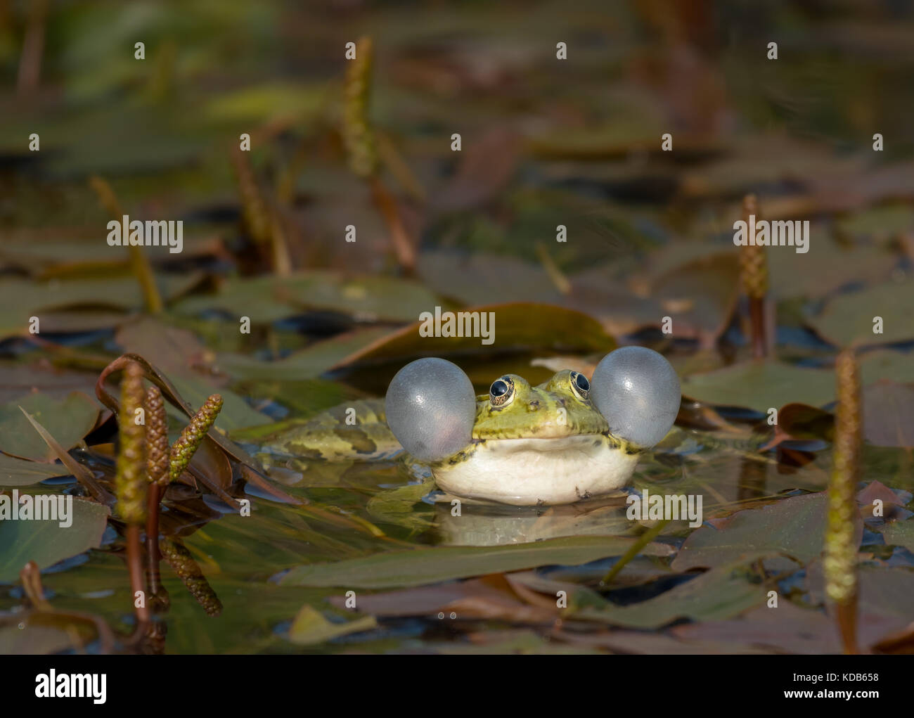 Rana ridibunda chiamando in uno stagno in Croazia Foto Stock