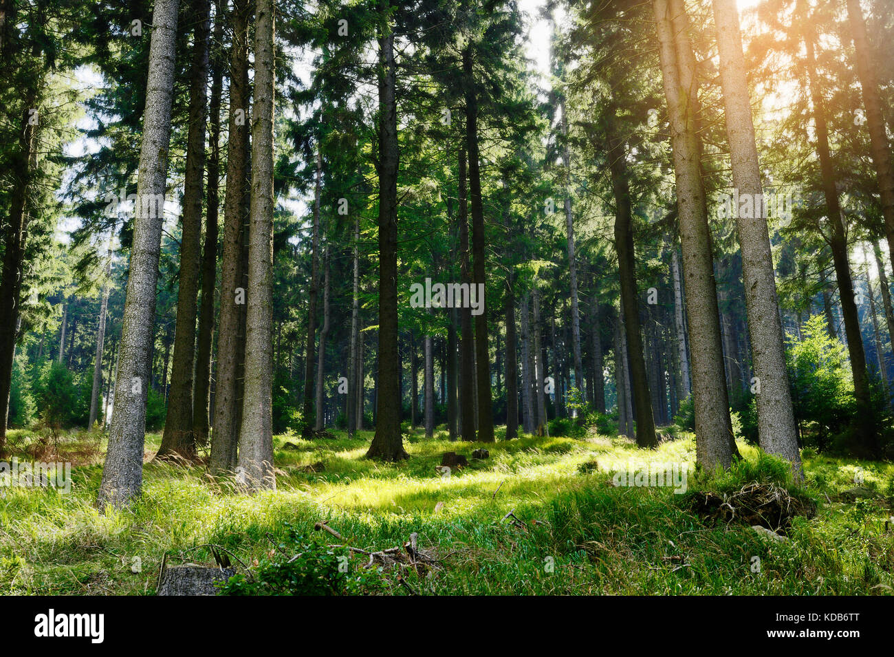 Tall picea abies alberi retroilluminati da sole nel bosco di abeti. crescente nella evergreen la foresta di conifere in owl mountains landscape park, sudetes, Polonia Foto Stock