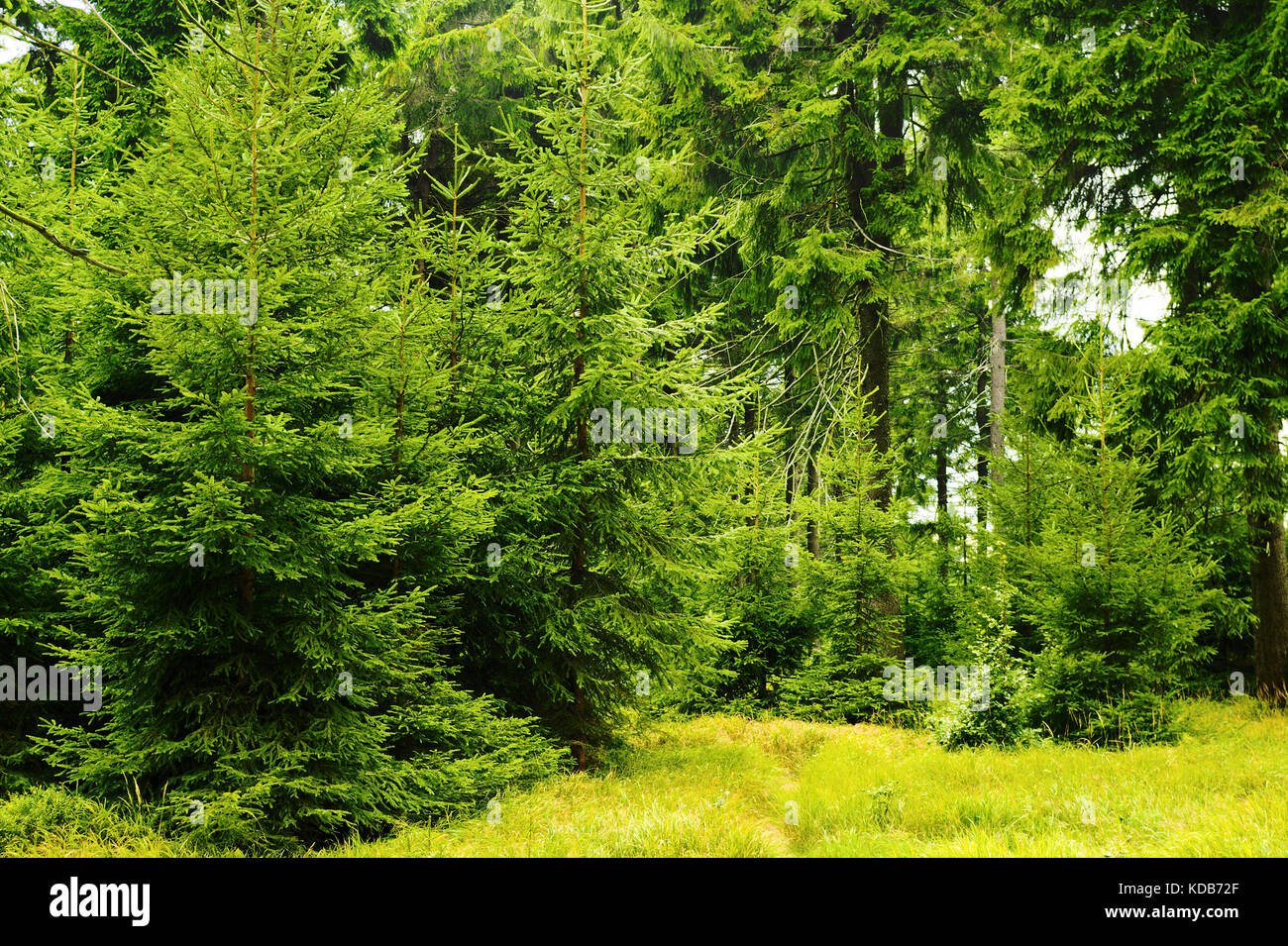 Abeti verde nella evergreen la foresta di conifere. giovani picea abies alberi che crescono nel bosco in owl mountains landscape park, sudetes, a sud-ovest della Polonia. Foto Stock
