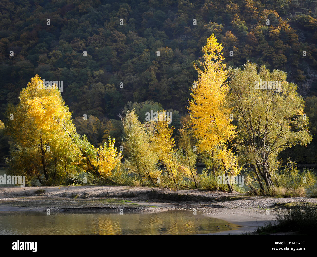 Alberi che crescono sulle rive di un fiume virava al giallo in autunno (Wachau, Austria) Foto Stock