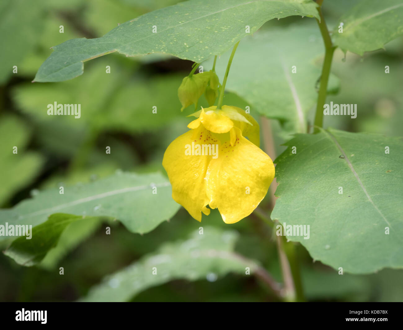 Impatiens Noli Me Tangere Immagini e Fotos Stock - Alamy