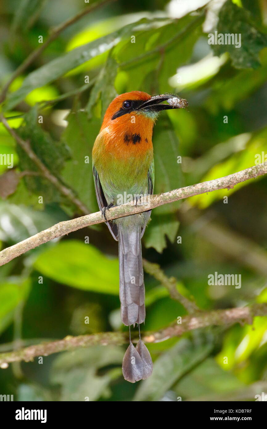 Un ampio fatturati motmot, Electron platyrhynchum, con una cicala nella sua bocca. Foto Stock