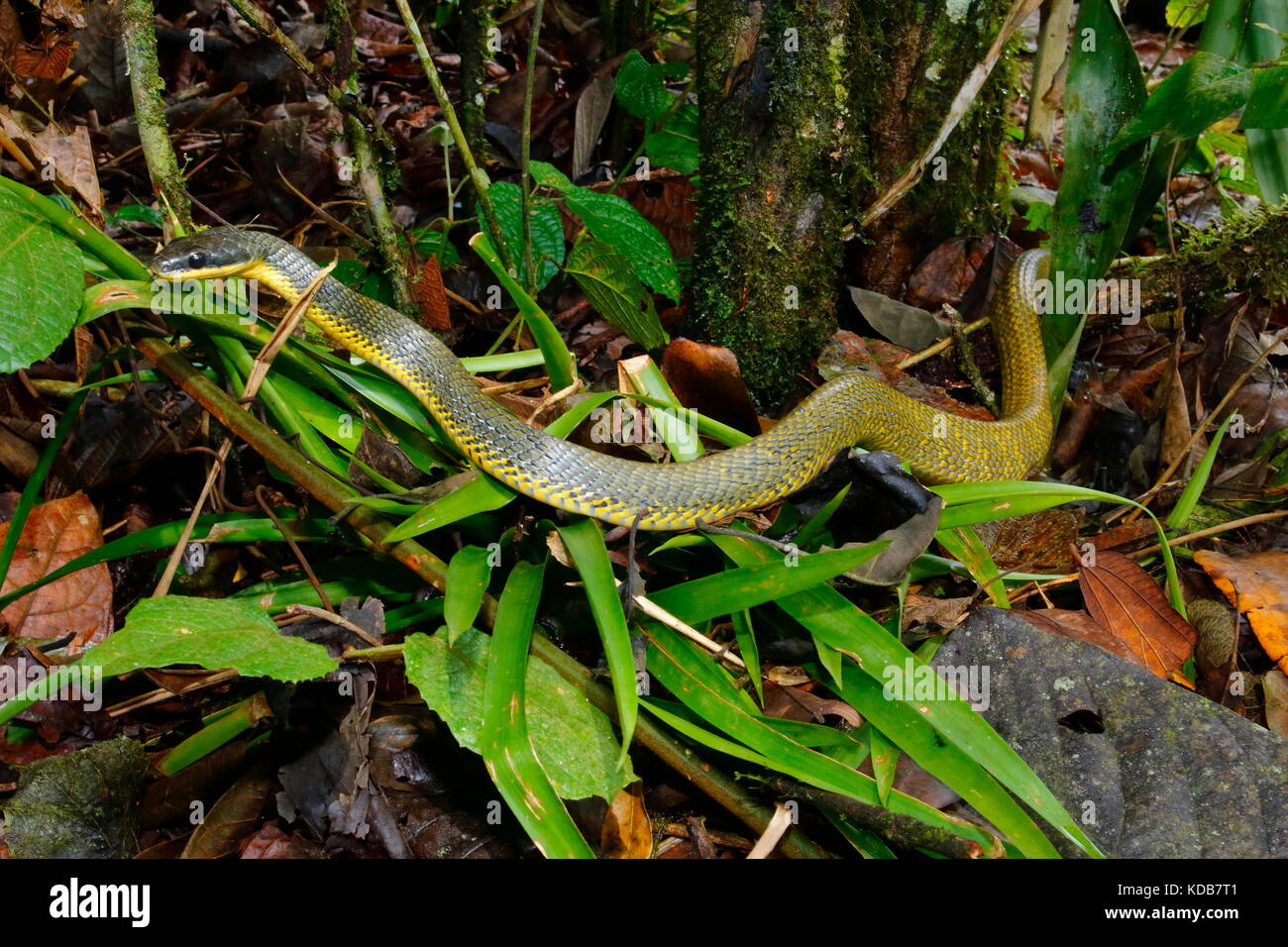 Un puffing snake, Phrynonax poecilonotus, rovistando sul suolo della foresta. Foto Stock