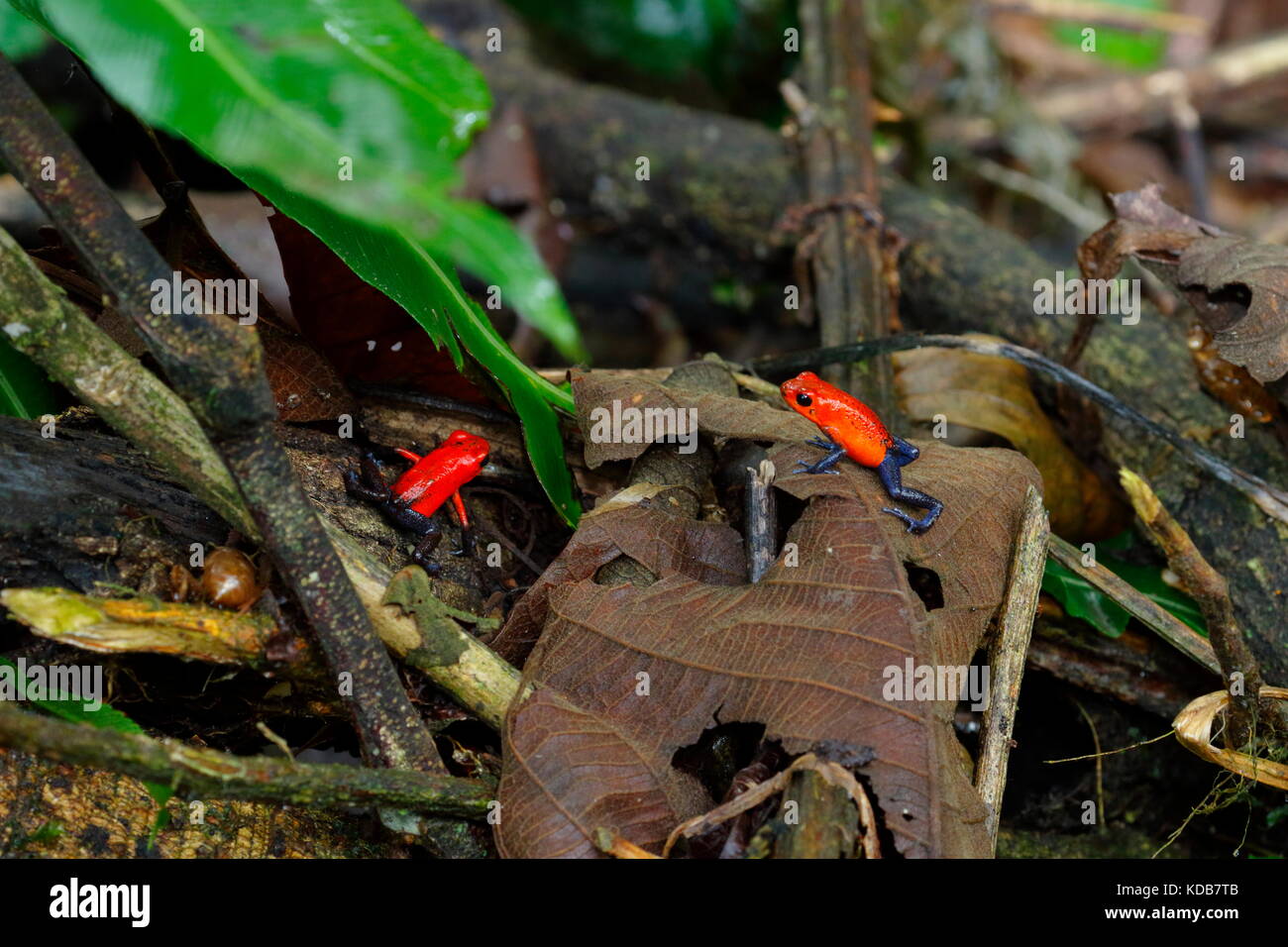 Due veleno di fragola rana o fragola veleno-dart rana, Oophaga pumilio, in un atteggiamento di attrazione. Foto Stock