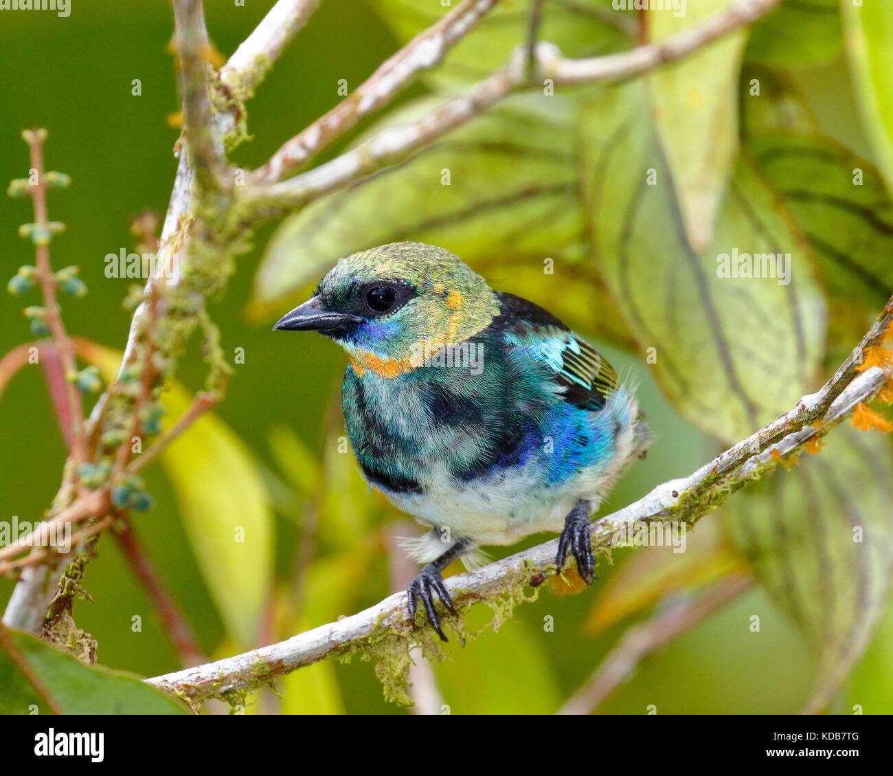 Un oro-incappucciati Tanager, Tangara larvata, foraggio per la frutta. Foto Stock