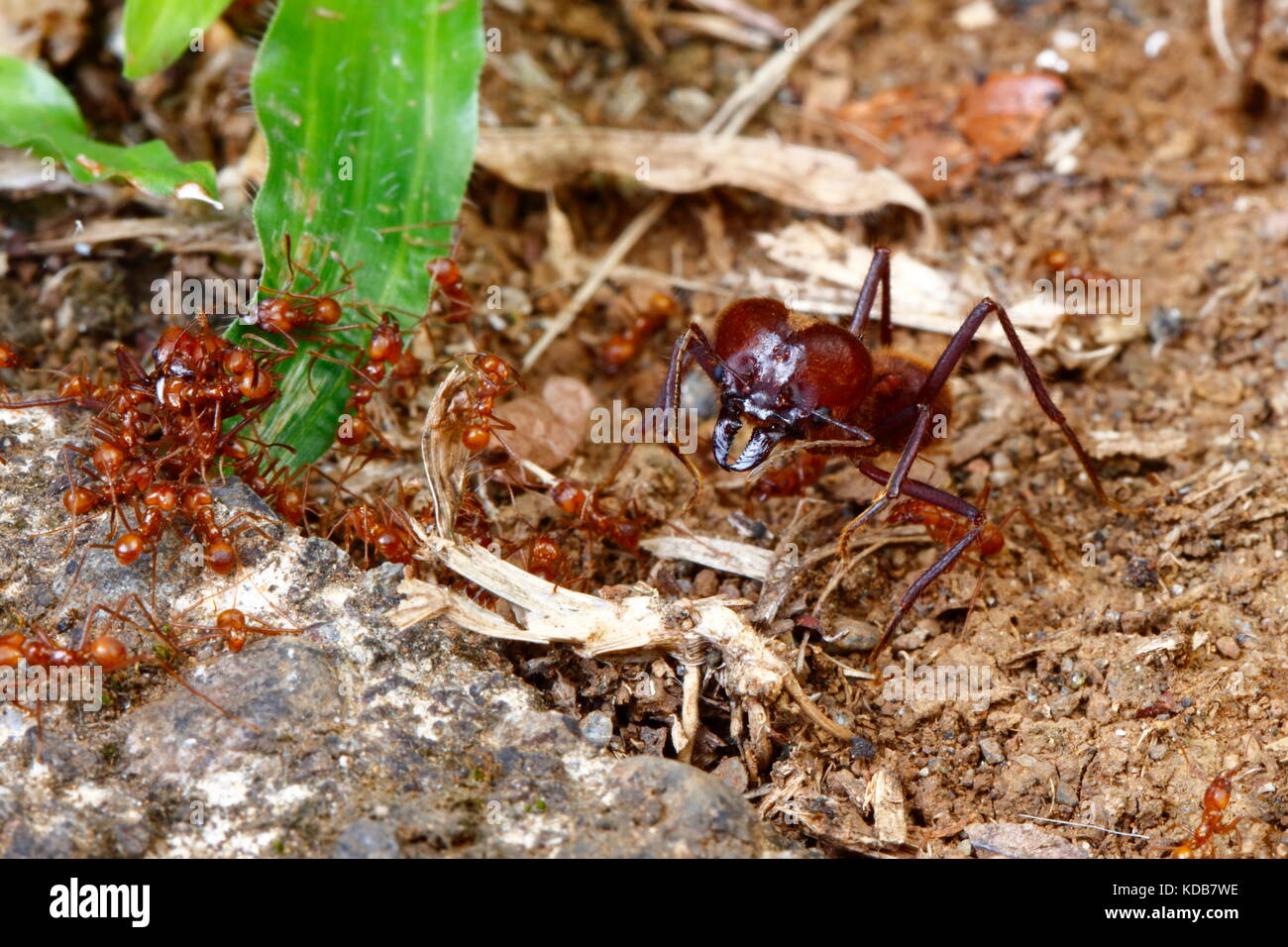 Fresa a foglia formiche in una Costa Rican forest. Foto Stock