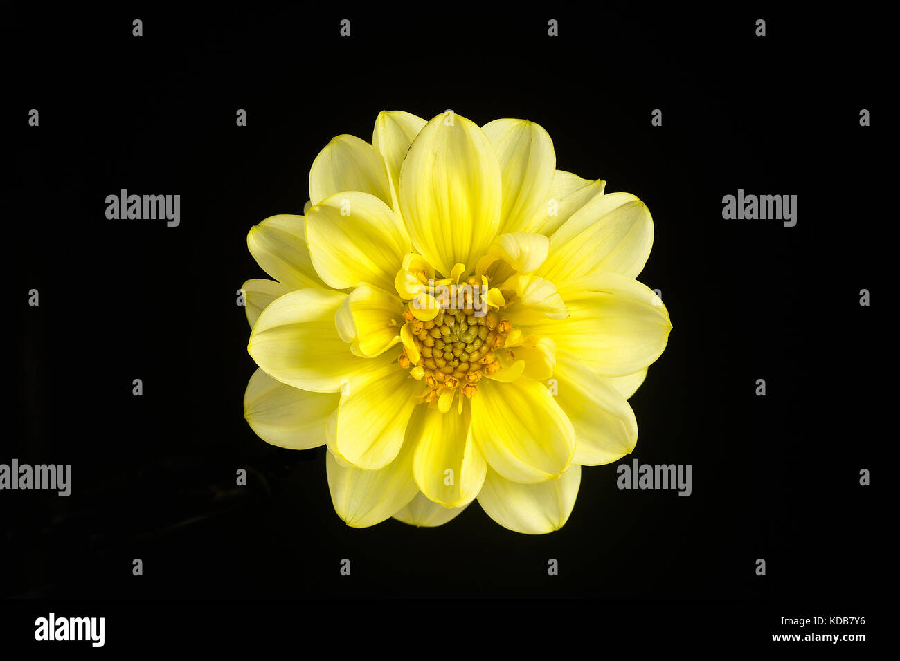 Un unico fiore di un bel giallo dahlia isolata contro uno sfondo nero. Foto Stock