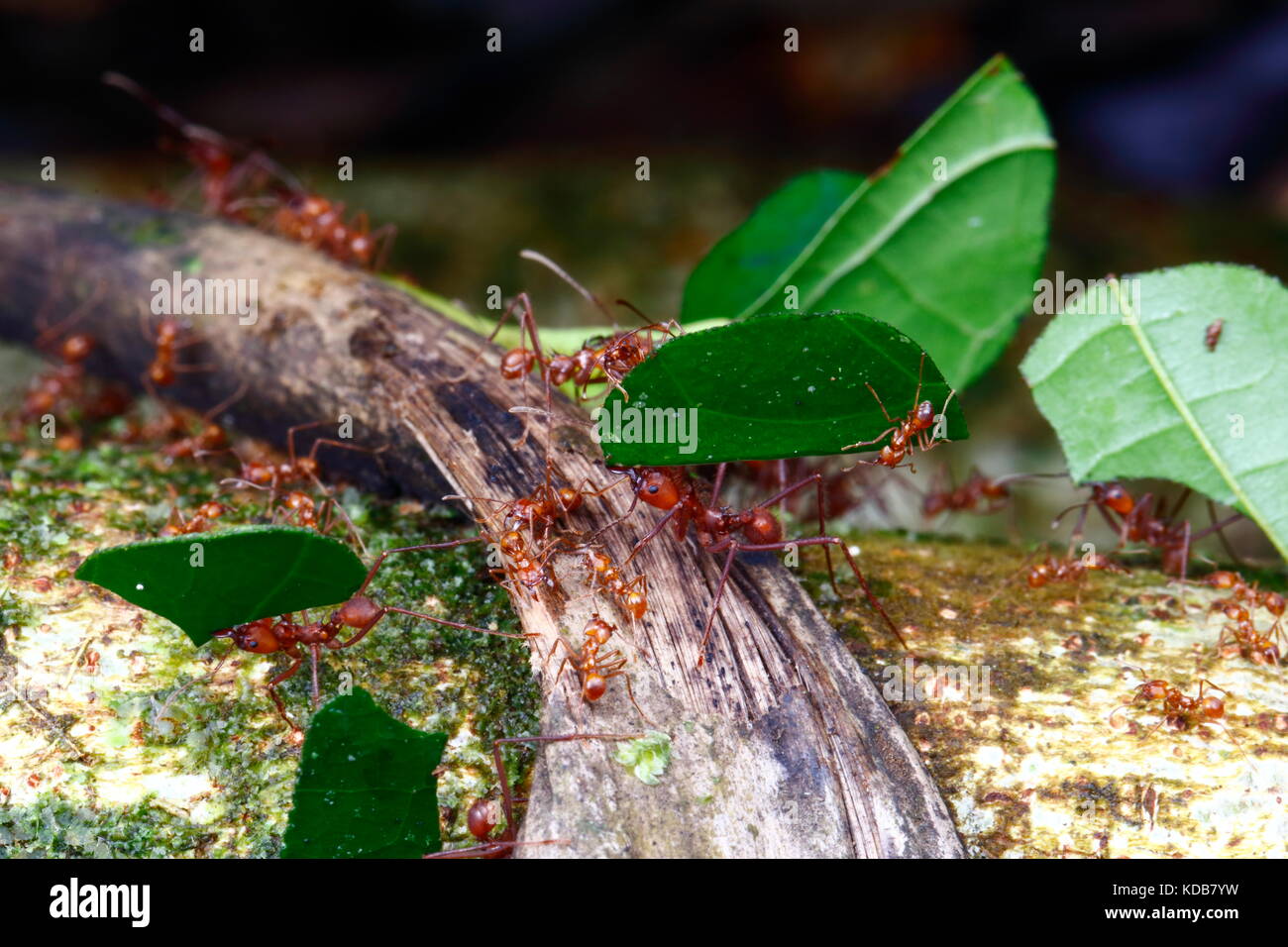 Leafcutter formiche in una Costa Rican forest. Foto Stock