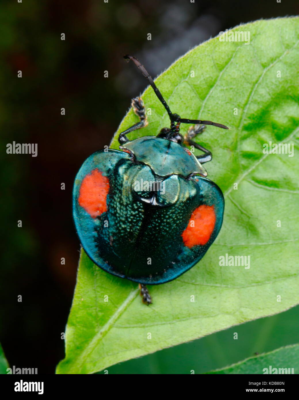 Una tartaruga beetle, Stolas cuculata, strisciando su una foglia. Foto Stock