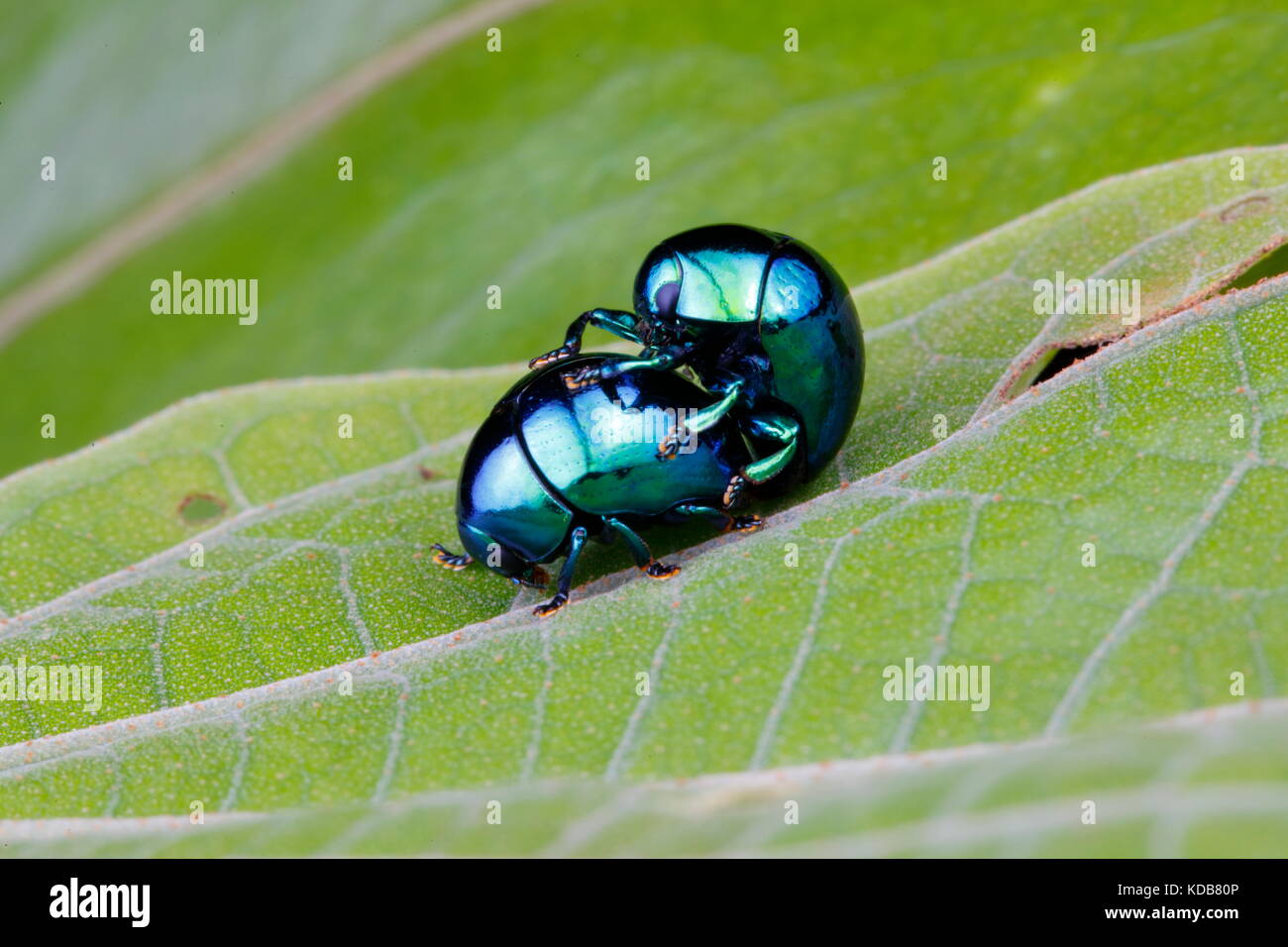 Una pillola scarabeo, specie Ceratocanthus, coniugata su una foglia. Foto Stock