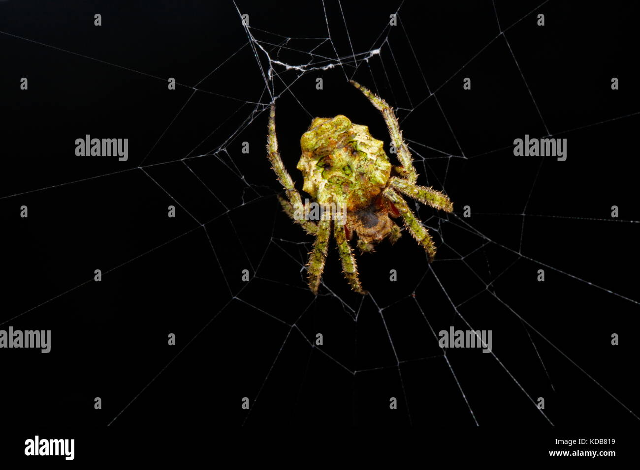 Un ragno spinoso, specie Parawixia, su un sito web. Foto Stock