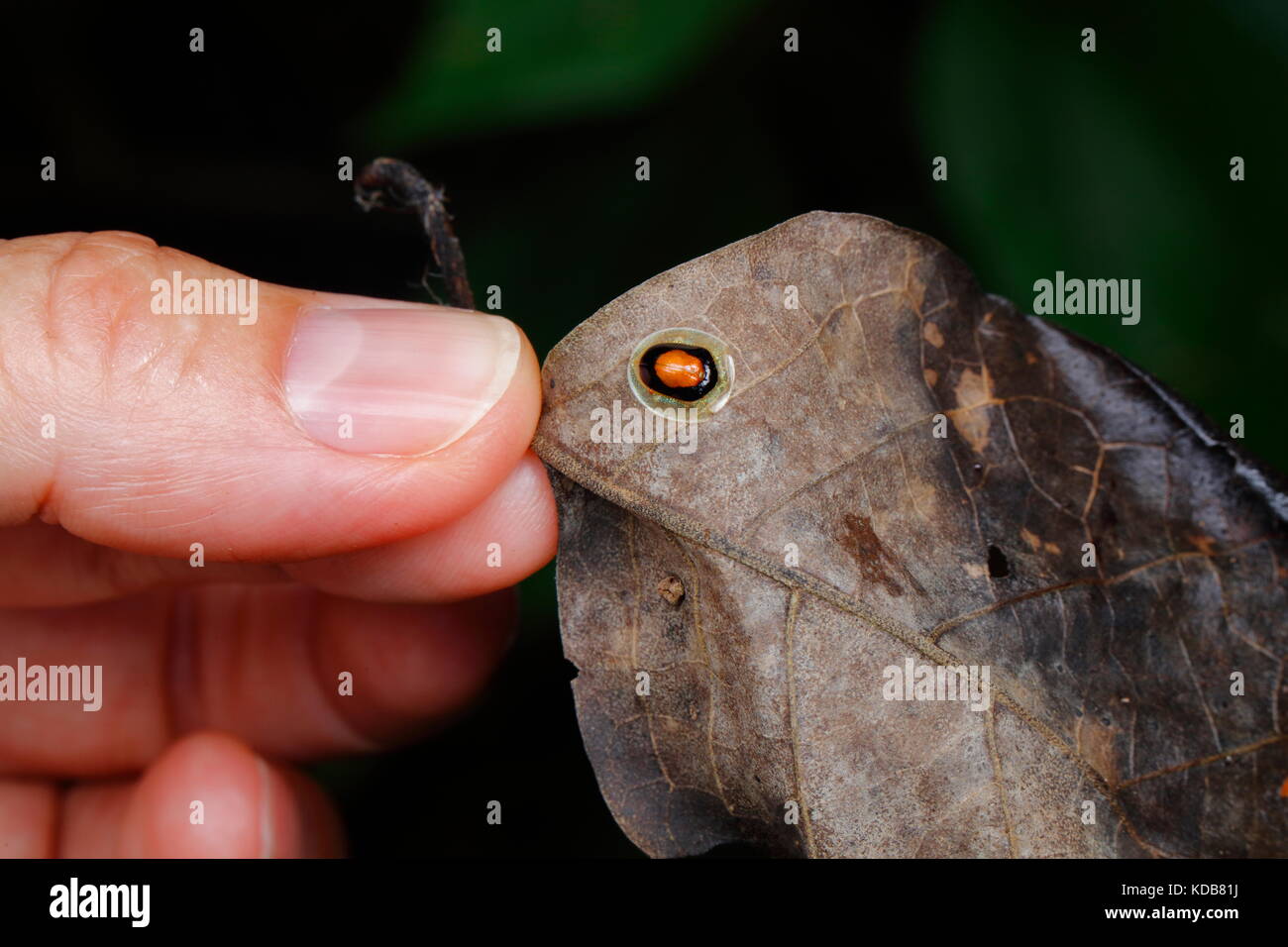 Un pollice umano e una tartaruga guizzanti Beetle, specie Charidotella, strisciando su una foglia. Foto Stock