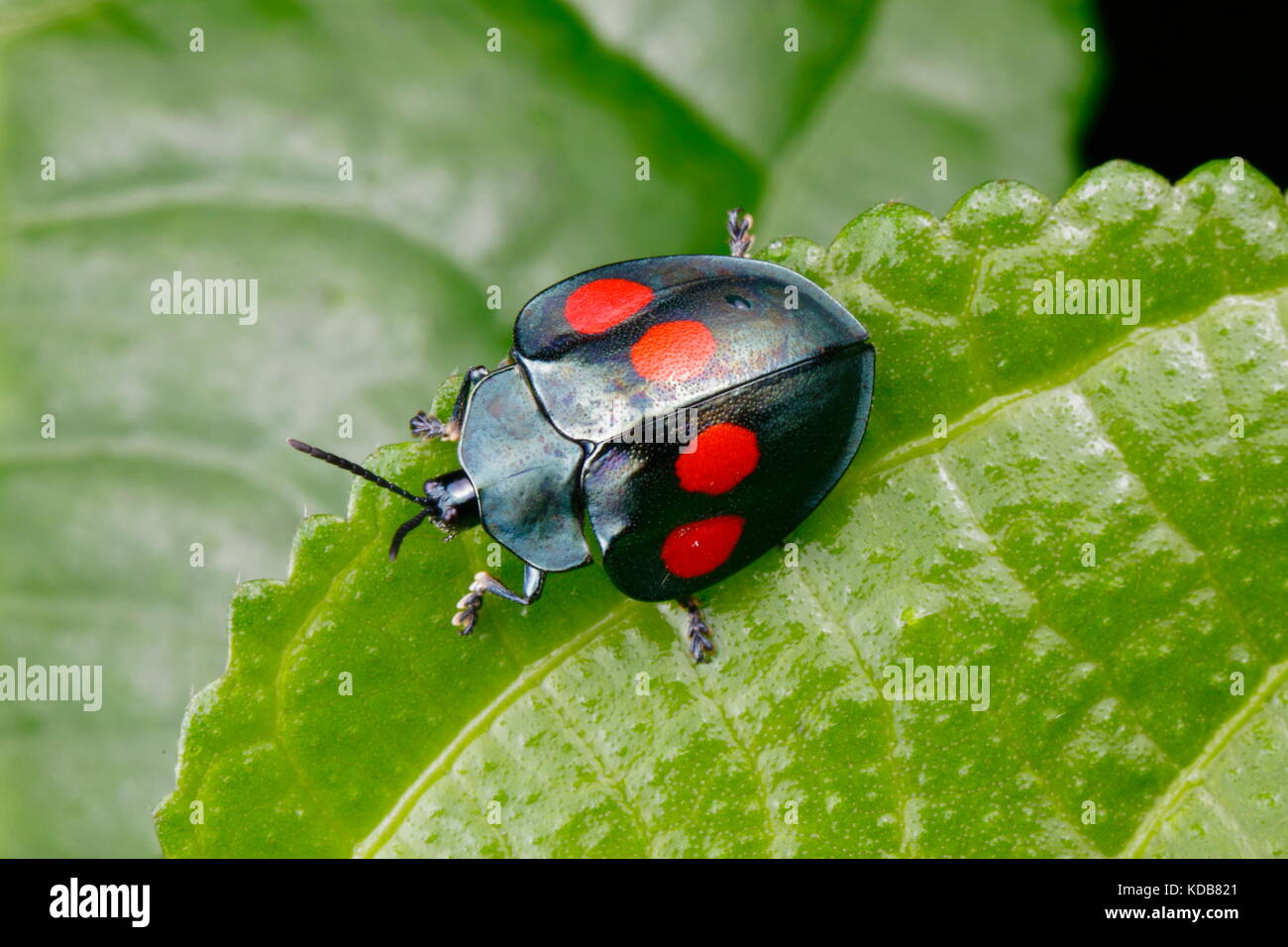 Un quattro macchiato il coleottero di tartaruga, Stolas lebasii, strisciando su una foglia. Foto Stock